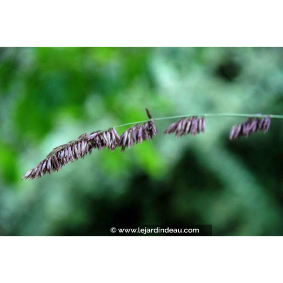 MELICA altissima 'Atropurpurea'