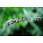 MELICA altissima 'Atropurpurea'