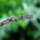 MELICA altissima 'Atropurpurea'