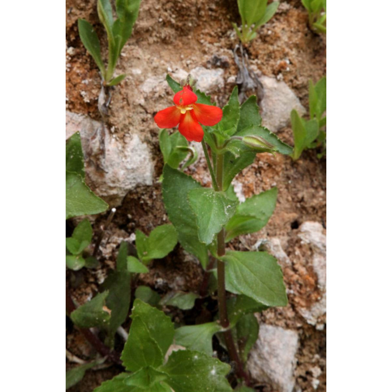 MIMULUS cardinalis