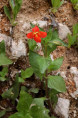 MIMULUS cardinalis