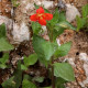 MIMULUS cardinalis