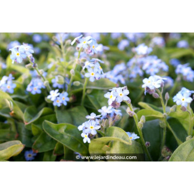 MYOSOTIS palustris