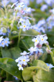 MYOSOTIS palustris