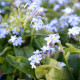 MYOSOTIS palustris