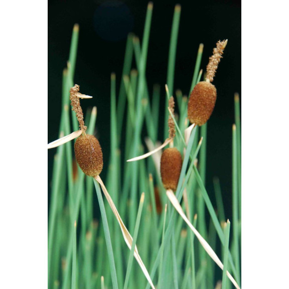 TYPHA minima