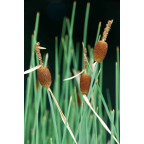 TYPHA minima TYPHA minima