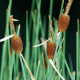 TYPHA minima