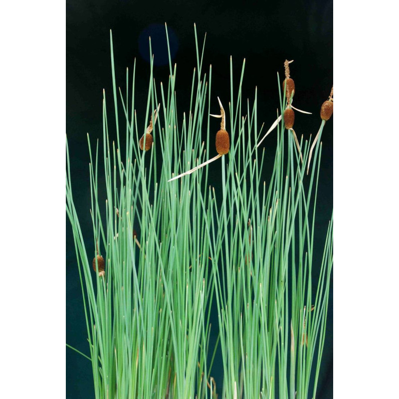 TYPHA minima TYPHA minima