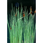 TYPHA minima TYPHA minima
