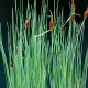 TYPHA minima