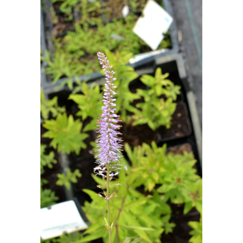 VERONICASTRUM virginicum f. roseum