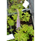 VERONICASTRUM virginicum f. roseum