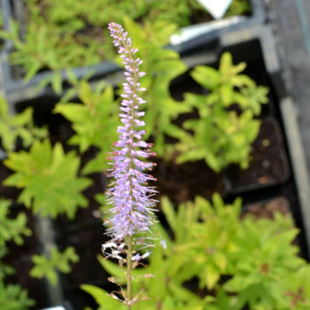 VERONICASTRUM virginicum f. roseum