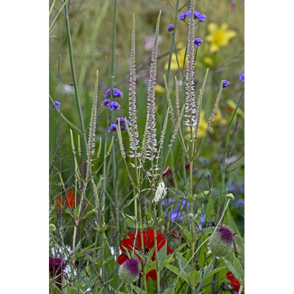VERONICASTRUM virginicum f. roseum