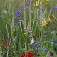 VERONICASTRUM virginicum f. roseum