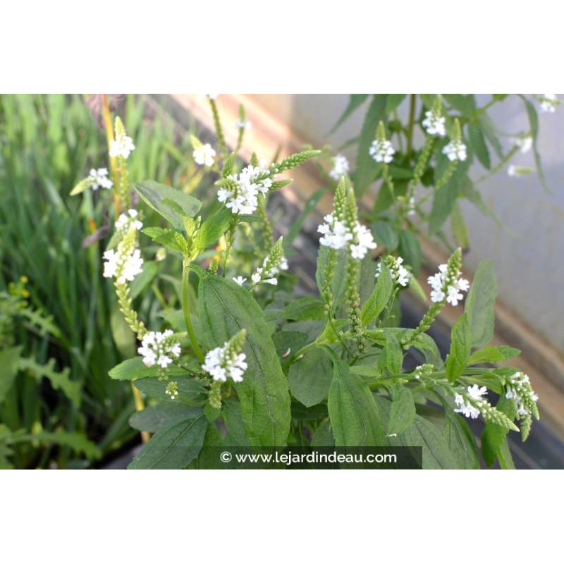 VERBENA hastata 'Alba'
