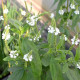 VERBENA hastata 'Alba'