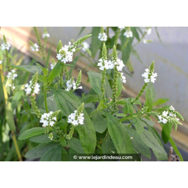 VERBENA hastata \'Alba\'