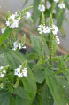 VERBENA hastata 'Alba'