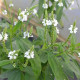 VERBENA hastata 'Alba'