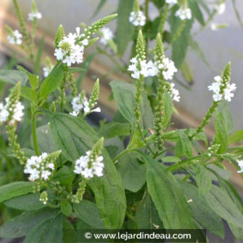 VERBENA hastata &#039;Alba&#039;