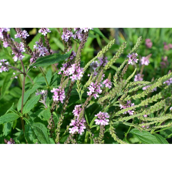 VERBENA hastata 'Rosea'