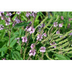 VERBENA hastata 'Rosea'