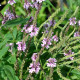 VERBENA hastata 'Rosea'