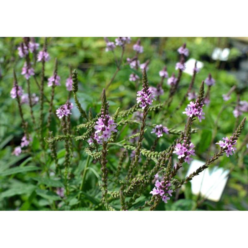 VERBENA hastata 'Rosea'