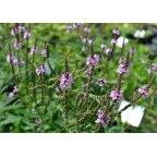 VERBENA hastata 'Rosea'