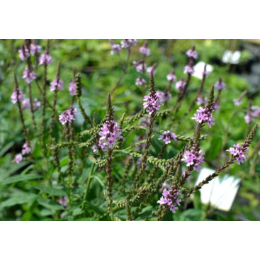 VERBENA hastata \'Rosea\'