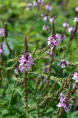 VERBENA hastata 'Rosea'