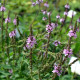 VERBENA hastata 'Rosea'