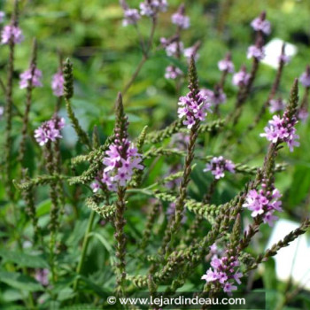 VERBENA hastata &#039;Rosea&#039;