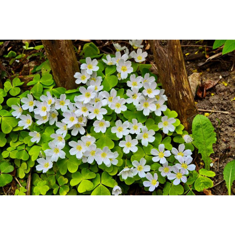 OXALIS acetosella
