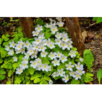 OXALIS acetosella