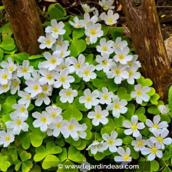 OXALIS acetosella