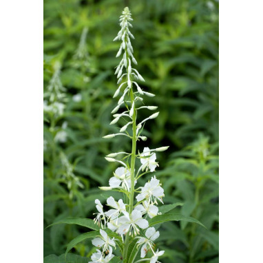 CHAMERION angustifolium \'Album\'