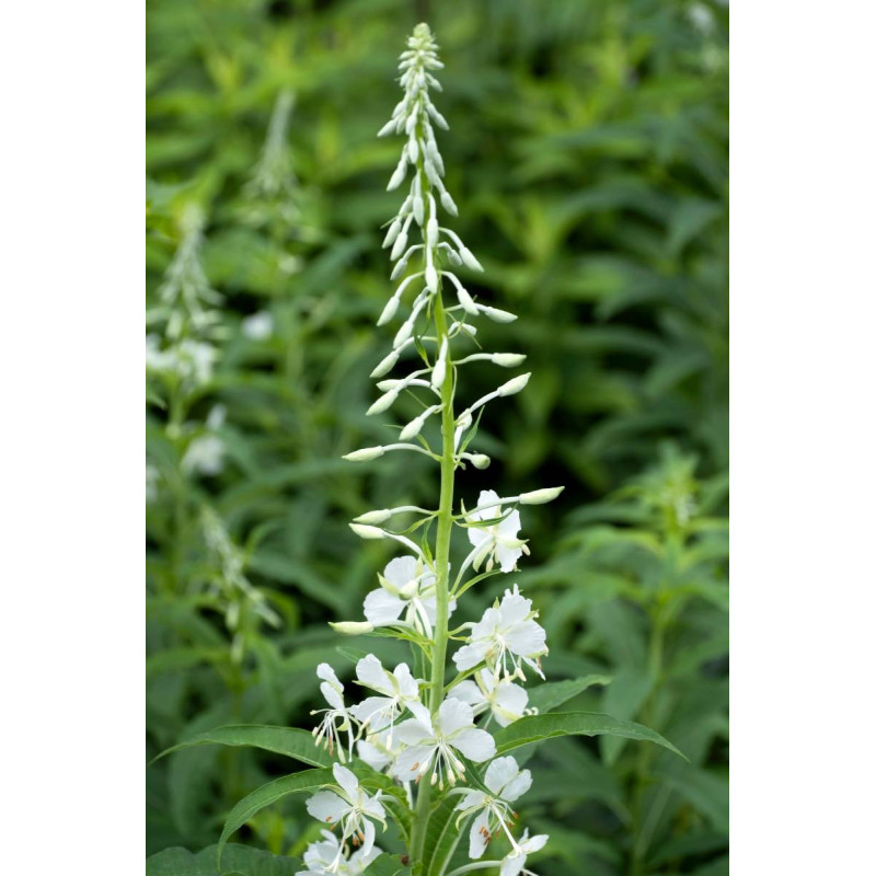 CHAMERION angustifolium 'Album'