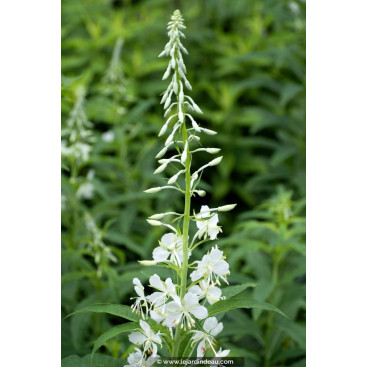 CHAMERION angustifolium \'Album\'