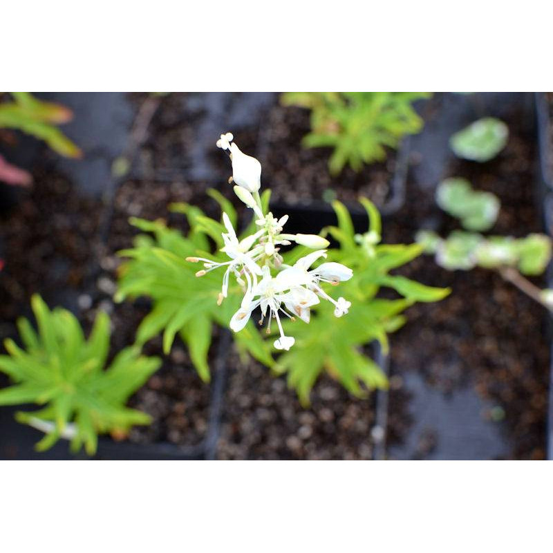 CHAMERION angustifolium 'Album'