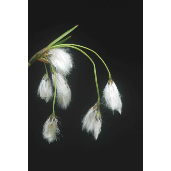 ERIOPHORUM latifolium