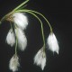 ERIOPHORUM latifolium