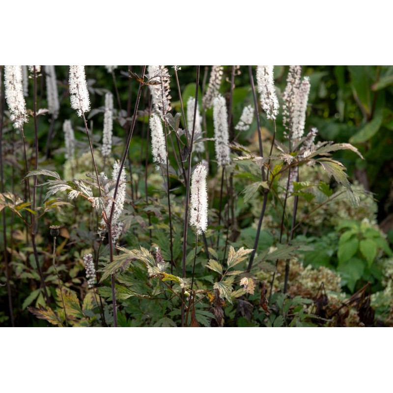 ACTAEA simplex 'Atropurpurea Group' ACTAEA simplex 'Atropurpurea Group'