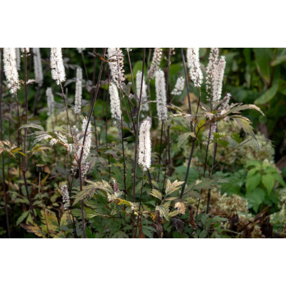 ACTAEA simplex 'Atropurpurea Group'