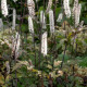 ACTAEA simplex 'Atropurpurea Group'