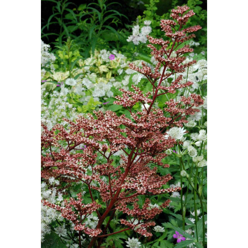 RODGERSIA pinnata var. Superba
