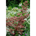 RODGERSIA pinnata var. Superba