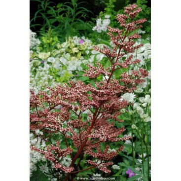 RODGERSIA pinnata var. Superba